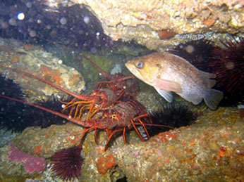 Spiny lobster and brown rockfish share a rocky ledge. CDFW photo by Derek Stein 