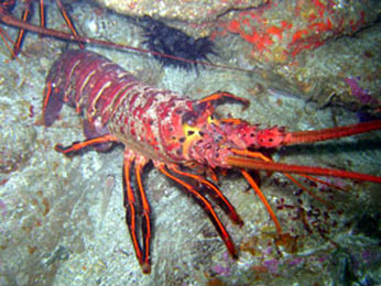 CA spiny lobster ventures from its den. CDFW photo by Derek Stein.