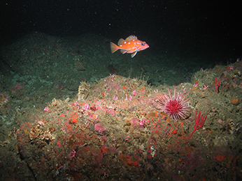 Rosy rockfish, Tolo Banks. CDFW/MARE photo