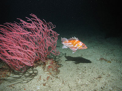 Copper rockfish and red gorgonian coral, Anacapa Island State Marine Reserve; CDFW/MARE photo
