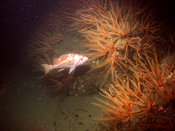 Canary rockfish, south of Point Cabrillo State Marine Reserve. CDFW/MARE photo