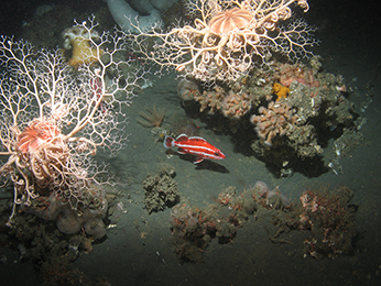 Young yelloweye rockfish and basket stars. CDFW/MARE photo