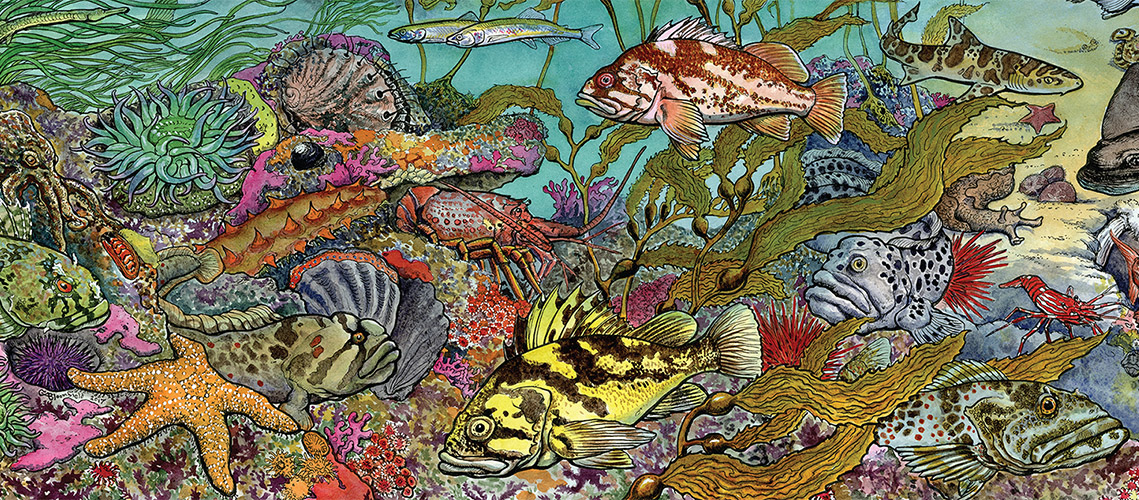underwater wildlife illustration showing many species