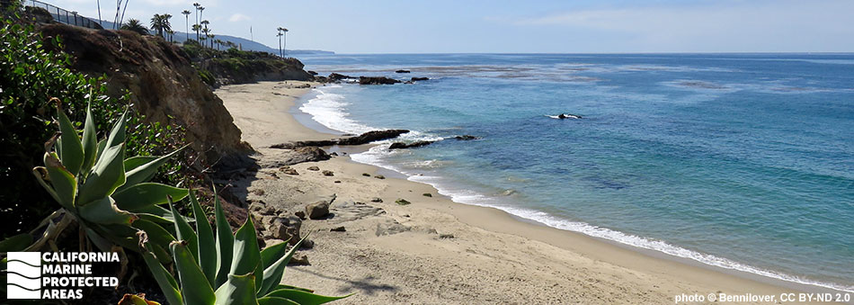 clear waters with dark rocks just below the surface, brown kelp patties dot the horizon, small pockets of vegetation mark the cliffsides that meet a small spit of beach