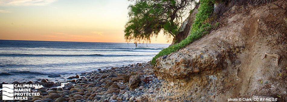 a tree growing precariously from an embankment above a rocky beach at sunset