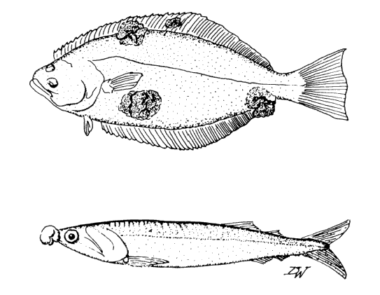 Examples of fish with tumors