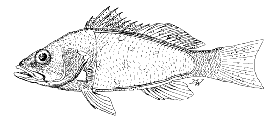 Example of a fish with protozoan infections