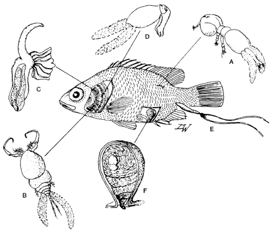 Types of copepods