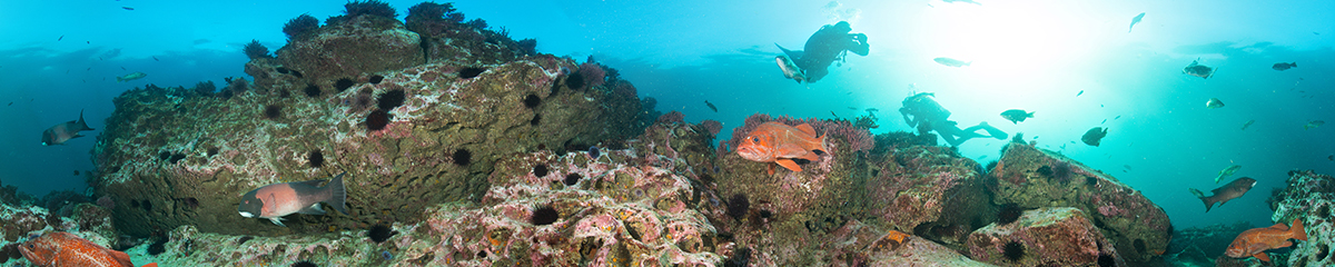 divers over an undersea reef