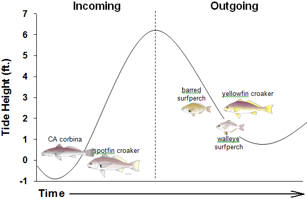 Tide height and flux for five popular sport fishes when catch per unit of effort (CPUE) was highest.