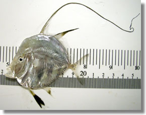 Juvenile Mexican lookdown, Selene brevoortii, caught at Seal Beach on November 18, 2008. 63 mm standard length (SL)
