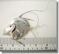 Juvenile Mexican lookdown, Selene brevoortii, caught at Seal Beach on November 18, 2008. 61 mm standard length (SL)
