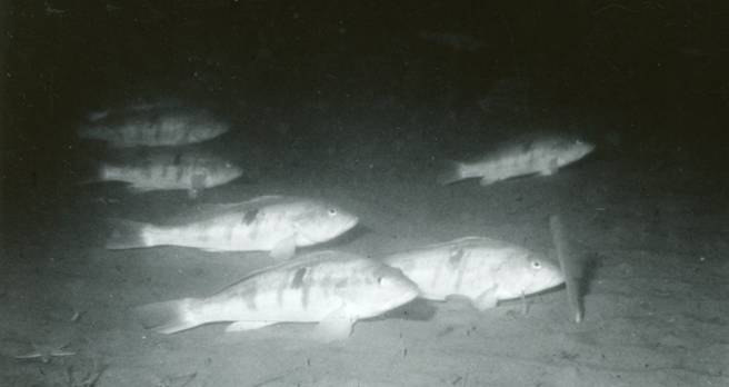Barred sand bass 'resting' at spawning grounds. CDFW photo, circa 1961.