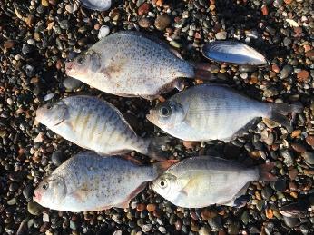 five perch lying on gravel