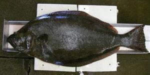California halibut - a flat, bottom fish
