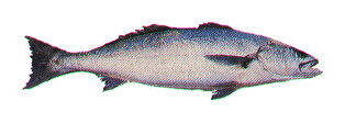 an elongated white and silver fish