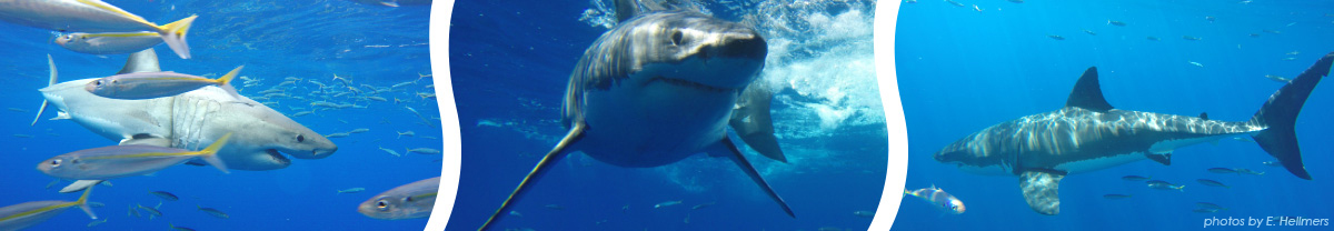 Photo collage: mackerel and white shark, head-on picture of white shark, white shark swimming