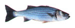 Striped Bass