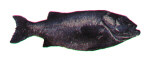 Giant Sea Bass