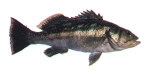 Kelp Bass