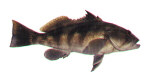 Barred Sand Bass