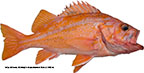 Canary Rockfish