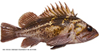 Copper Rockfish
