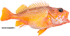 Greenspotted Rockfish