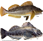 Kelp Greenling