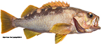 Olive Rockfish