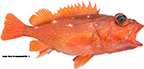 Starry Rockfish