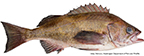 Widow Rockfish