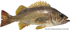 Yellowtail Rockfish