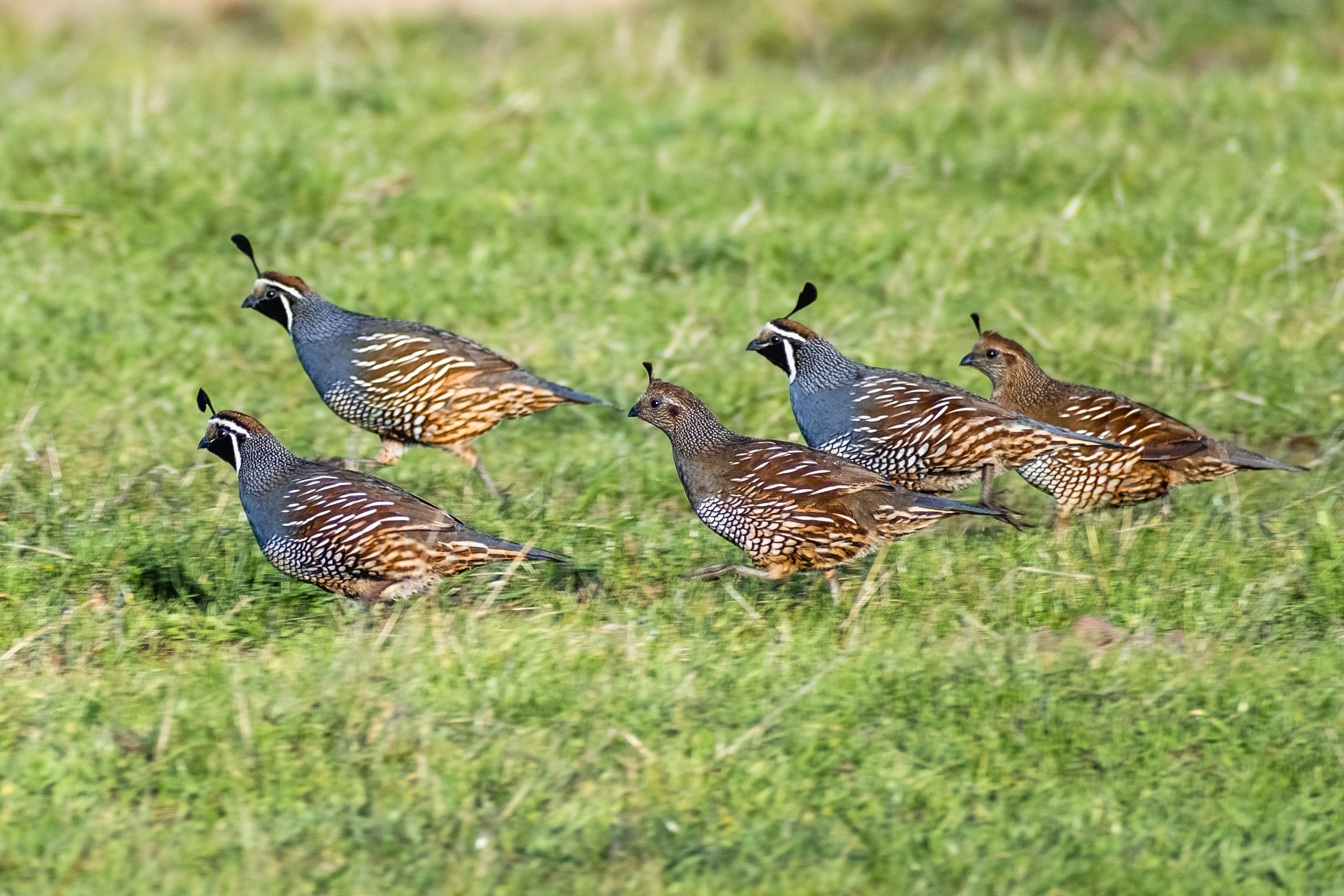 a group of California Quail in vegetation