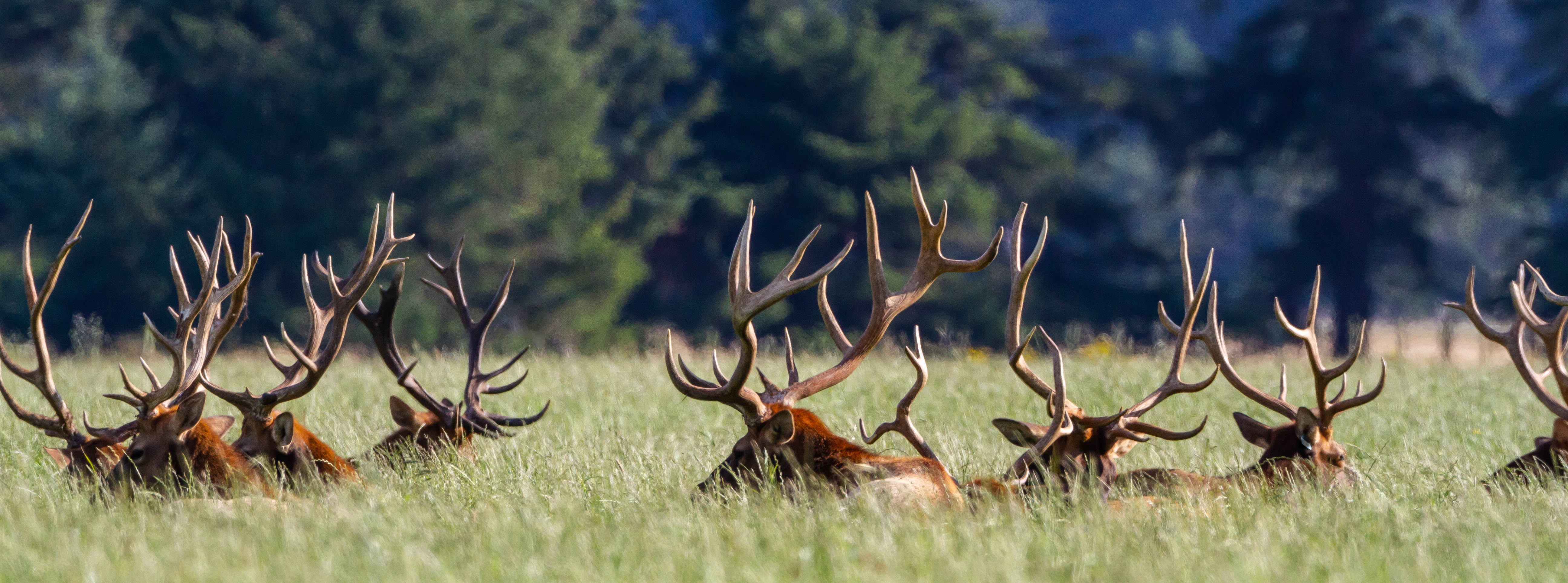 elk laying down in a field