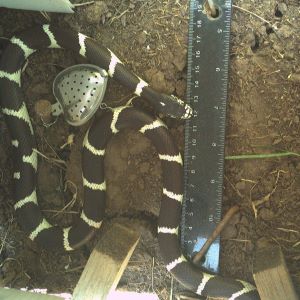 black and white striped snake on the ground next to a silver tea strainer and a ruler