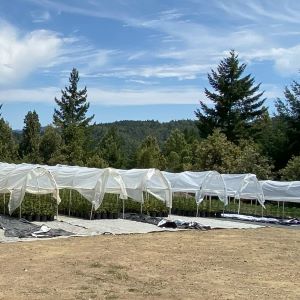 row of covered crops adjacent to forest
