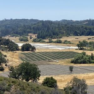 landscape of rows of cannabis plants and greenhouses in the distance