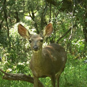 deer standing in a forest facing the camera