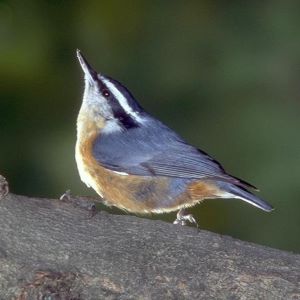 blue, white, and orange bird standing on a tree branch