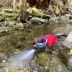 person in a wetsuit snorkeling in shallow stream, shining flashlight into water