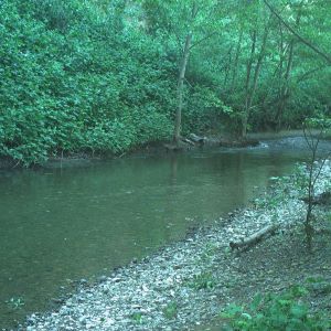 creek with gravel bank running through a green forest